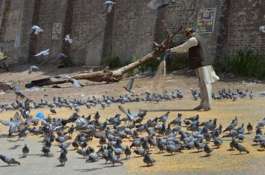 ملتان: ایک شہری کبوتروں کو دانہ ڈال رہا ہے۔