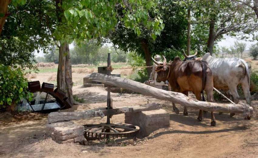 فیصل آباد: بیلوں کی مدد سے کنویں سے پانی نکالا جا رہاہے۔