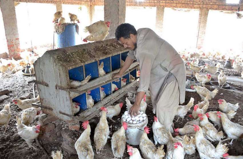 فیصل آباد: ایک مزدور اپنے مرغی کے فارم سے انڈے جمع کررہا ..