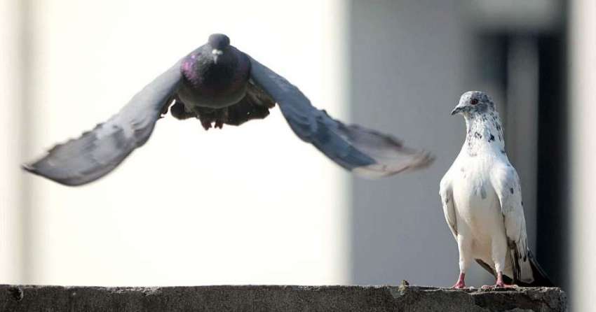 راولپنڈی: فضا میں اڑتا ہوا کبوتر دلکش منظر پیش کر رہا ہے۔