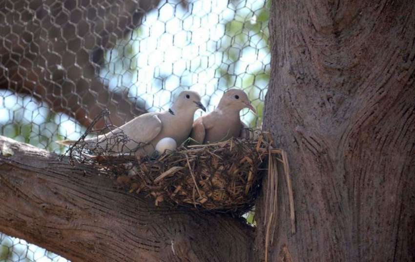 فیصل آباد: کبوتروں کا جوڑا انڈوں پر بیٹھا ہے۔