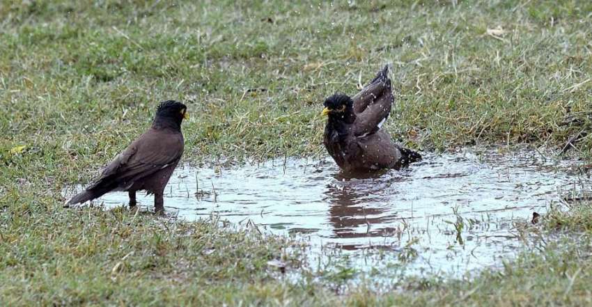 راولپنڈی: مقامی پارک میں پرندے گرمی کی شدت کم کرنے کے لیے ..