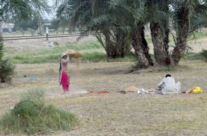ملتان: کسان خاتون گندم صفائی میں مصروف ہے۔