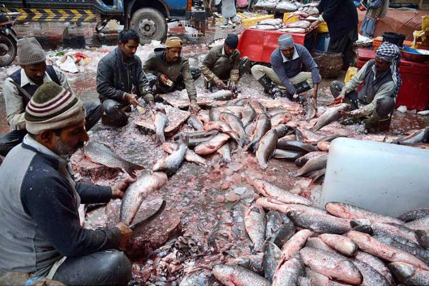 لاہور: فش مارکیٹ میں مزدور مچھلی کی صفائی میں مصروف ہیں۔