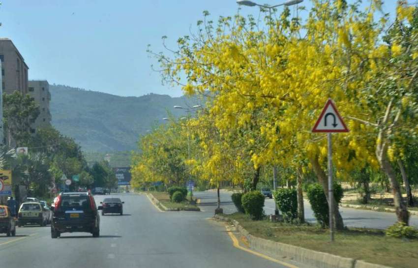 اسلام آباد: وفاقی دارالحکومت میں درختوں پر کھلے موسمی پھول ..