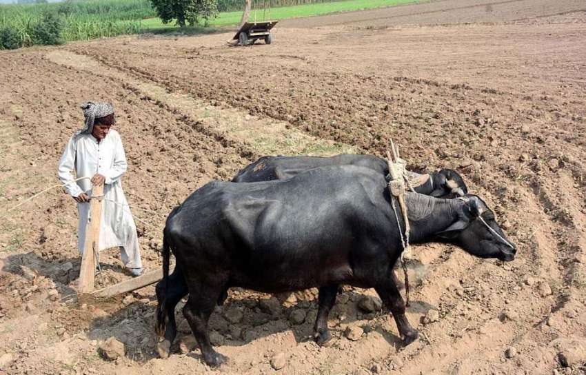 فیصل آباد: ایک کاشتکار اگلی فصل کیلئے اپنا کھیت تیار کررہا ..