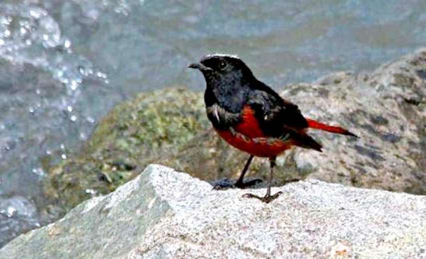 گلگت: دریائے انڈس کے قریب پہاڑی پر خوبصورت پرندہ بیٹھا ہوا ..