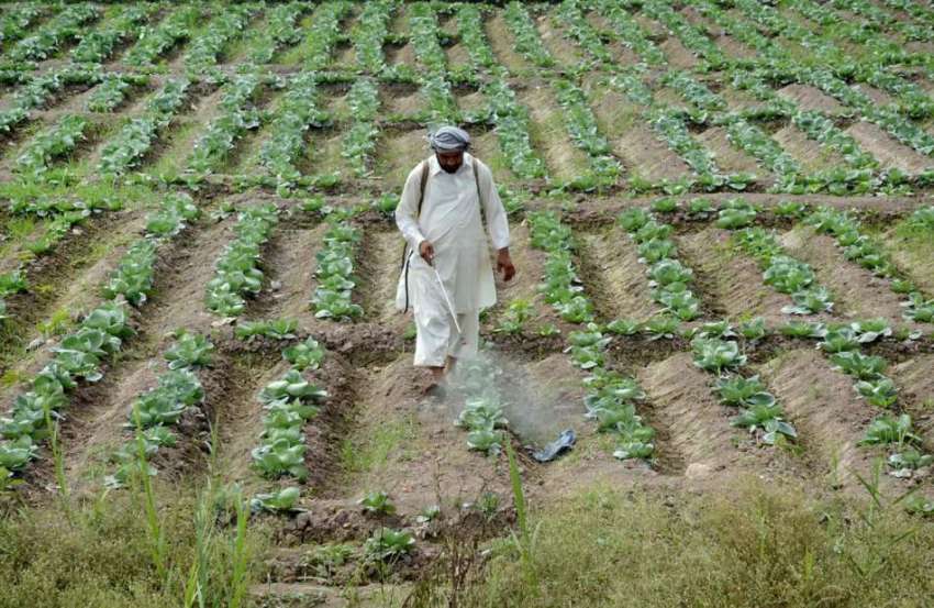 پشاور: ایک کسان اپنے کھیت میں انسداد کیڑے مار دوا چھڑک رہا ..