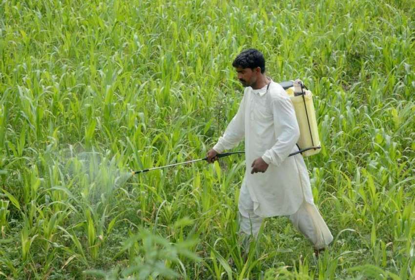 فیصل آباد: کسان فصل پر حفاظتی سپرے کر رہا ہے۔