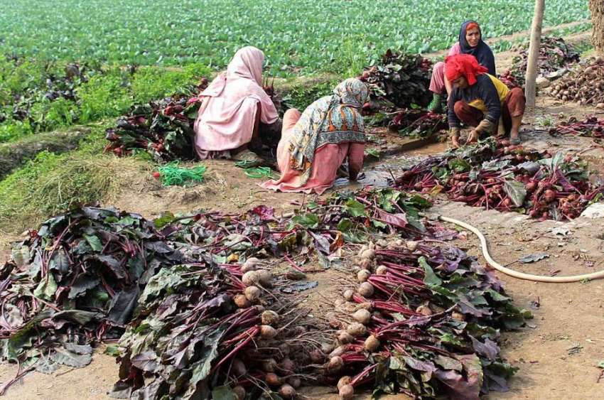 ملتان: کسان خواتین چقندر دھونے میں مصروف ہیں۔