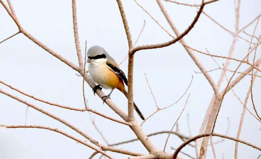 راولپنڈی: درخت پر خوبصورت پرندہ بیٹھا دلکش منظر پیش کررہا ..