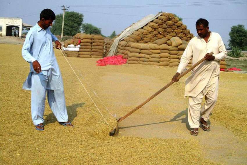 فیصل آباد: مزدور ایک گودام میں چاول کی فصل کو خشک کرنے کے ..