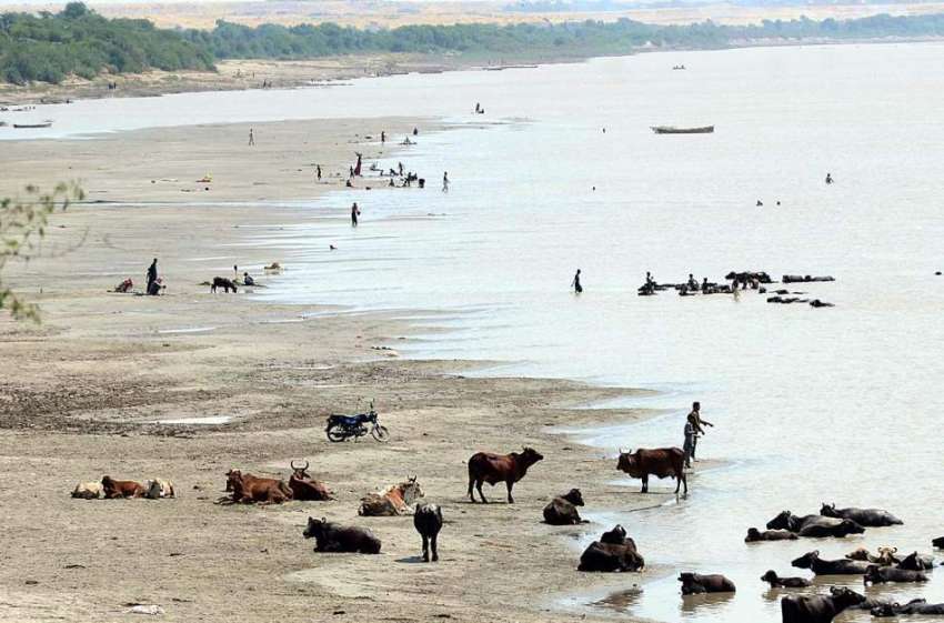 حیدرآباد: دریائے سندھ میں گائے کا ایک ریوڑ سوکھے علاقے پر ..