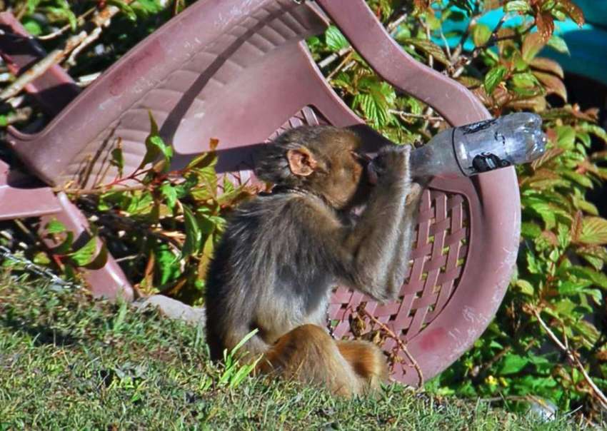 اسلام آباد: بندر گرمی او رپیاس کی شدت کم کرنے کے لیے پوتل ..