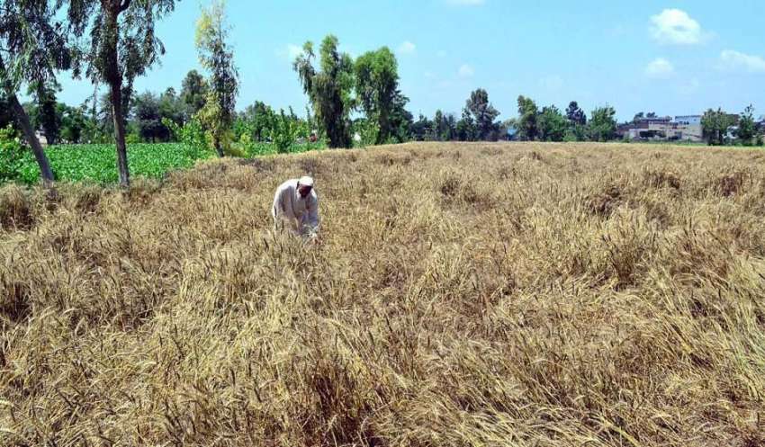 سرگودھا: ایک معمر کسان کھیت میں بارشوں سے متاثرہ گندم دیکھ ..