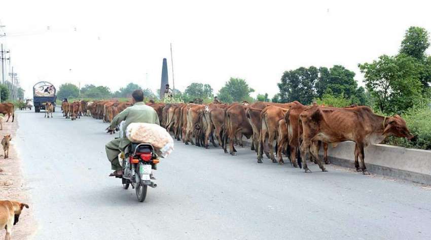 فیصل آباد: گائیاں سڑک کنارے لگا چارا کھا رہی ہیں۔
