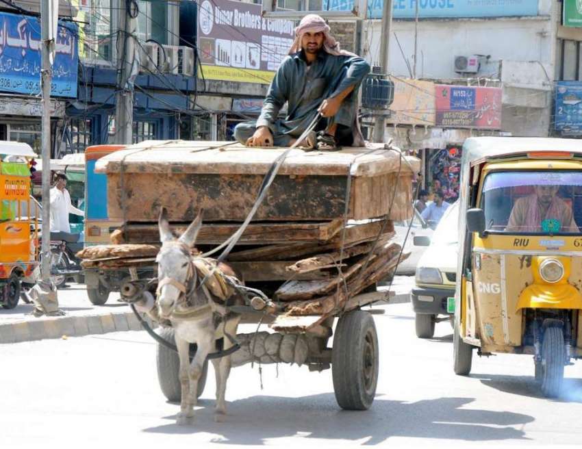 راولپنڈی: ایک محنت کش گدھا ریڑھے پر بھاری سامان لادے اقبال ..