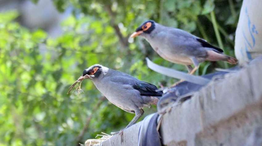 راولپنڈی: دیوار پر بیٹھا پرندوں کا جوڑا دلکش منظر پیش کر ..
