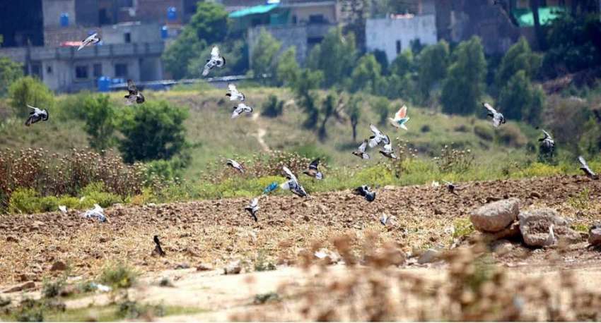 راولپنڈی: کبوتروں کا جھنڈ دانے کی تلاش میں ہوا میں پرواز ..