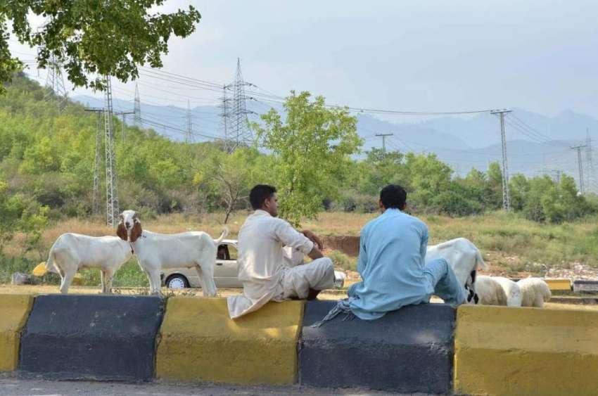اسلام آباد: دو شہری سڑک کنارے اپنی بکریاں چرا رہے ہیں۔