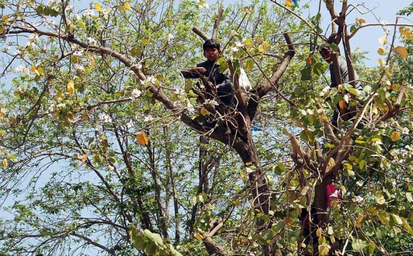اسلام آباد: وفاقی دارالحکومت میں بچے ایک درخت سے کچنار توڑ ..