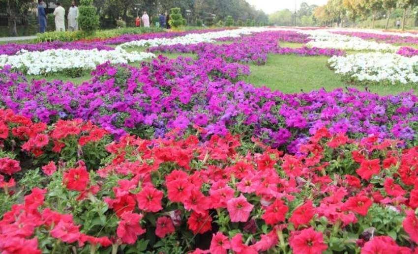 لاہور جیلانی پارک میں لگے پھول خوبصورت منظر پیش کر رہے ہیں۔