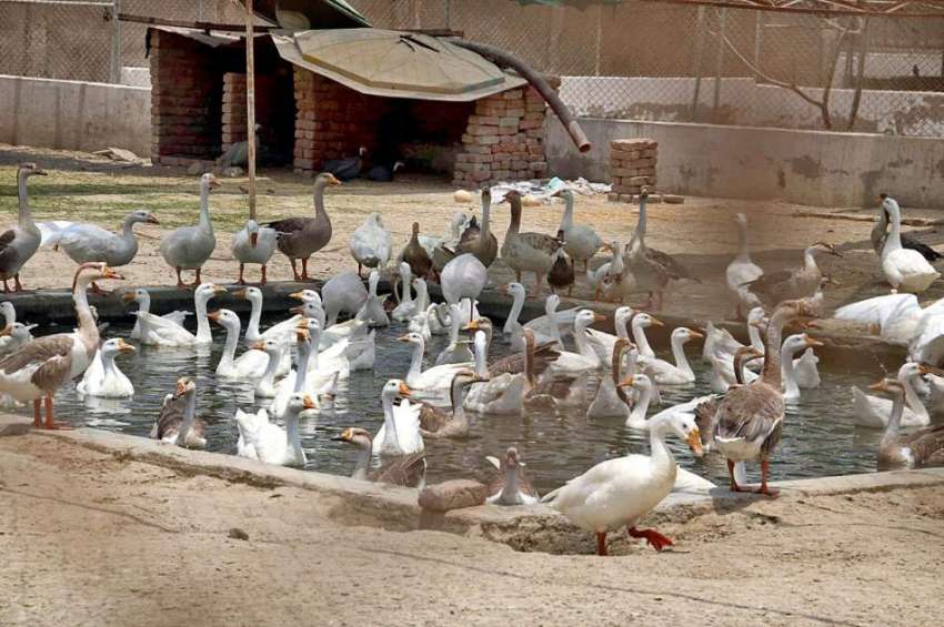 حیدر آباد: بطخیں گرمی کی شدت کے باعث نہا رہی ہیں۔