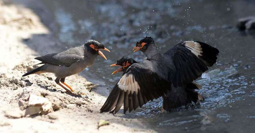 راولپنڈی: پرندے بارش کے جمع شدہ پانی سے لطف اندوز ہو رہے ..