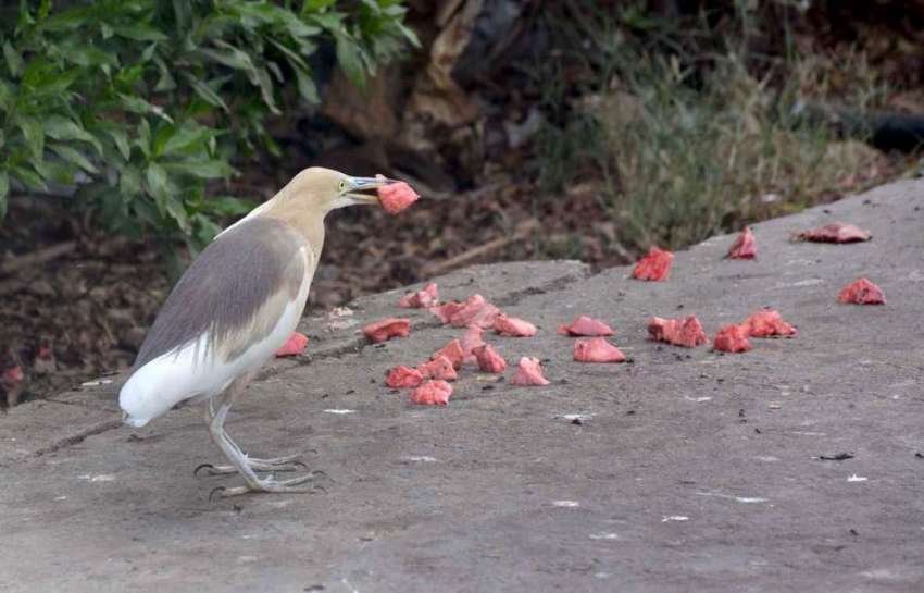 فیصل آباد: پرندہ سڑک سے گوشت کے ٹکڑے کھا رہا ہے۔