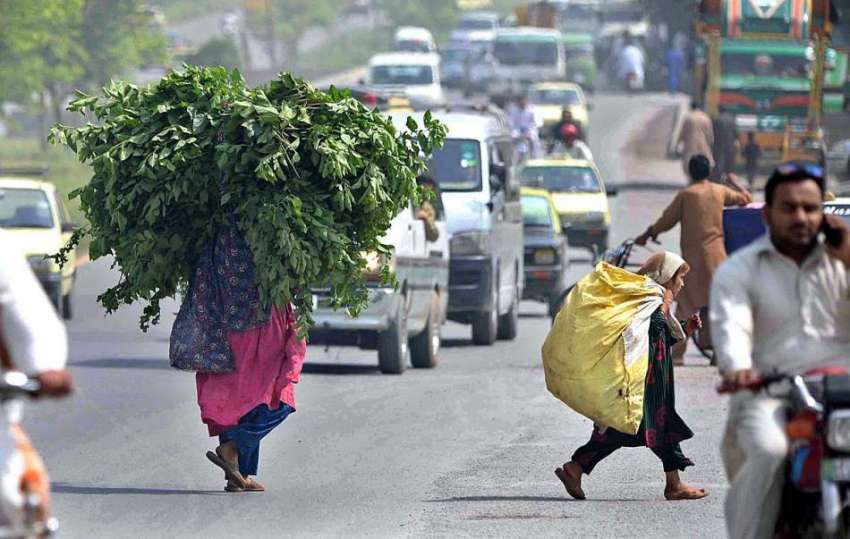 راولپنڈی:  ایک خانہ بدوش خاتون درخت کی شاخیں لے کر گھر جارہی ..