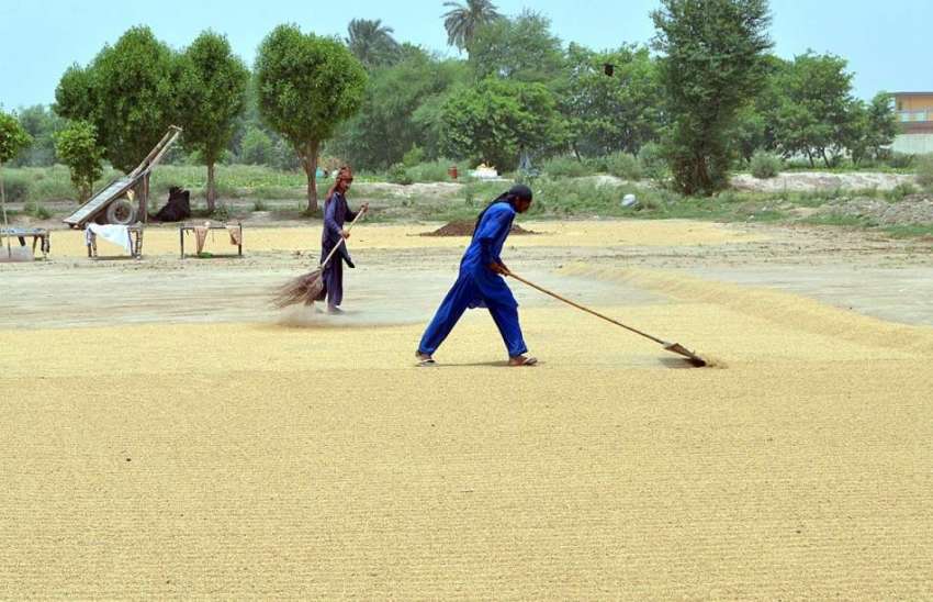 ملتان: کسان فصل خشک کرنے کے لیے دھوپ میں پھیلا رہا ہے۔