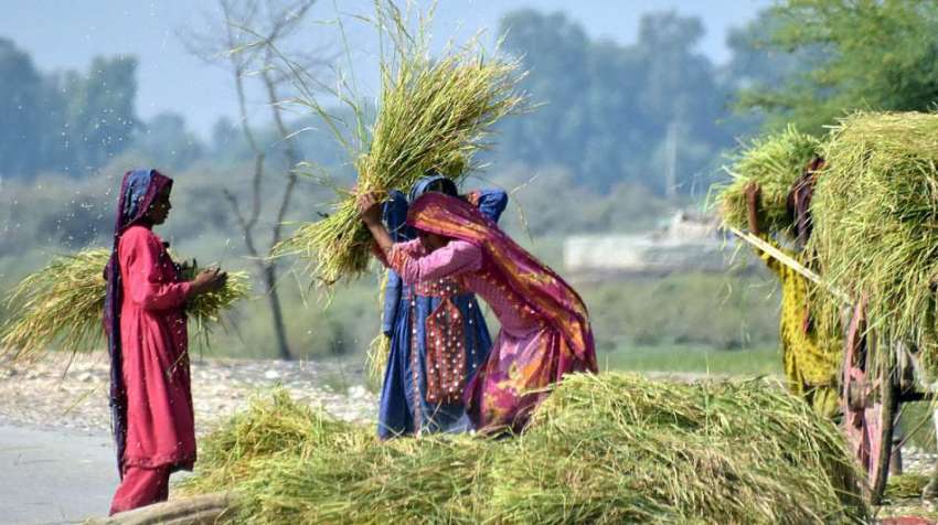 لاڑکانہ: کاشتکار خواتین اپنے کھیت میں روایتی انداز میں چاول ..