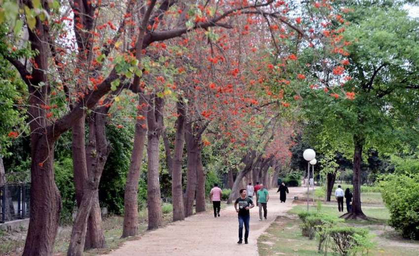لاہور: جیلانی پارک میں درختوں پر کھلے پھول خوبصورت منظر ..