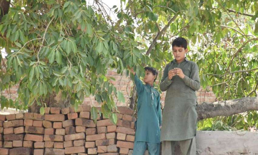 لاہور: بچے درخت سے جامن توڑ رہے ہیں۔