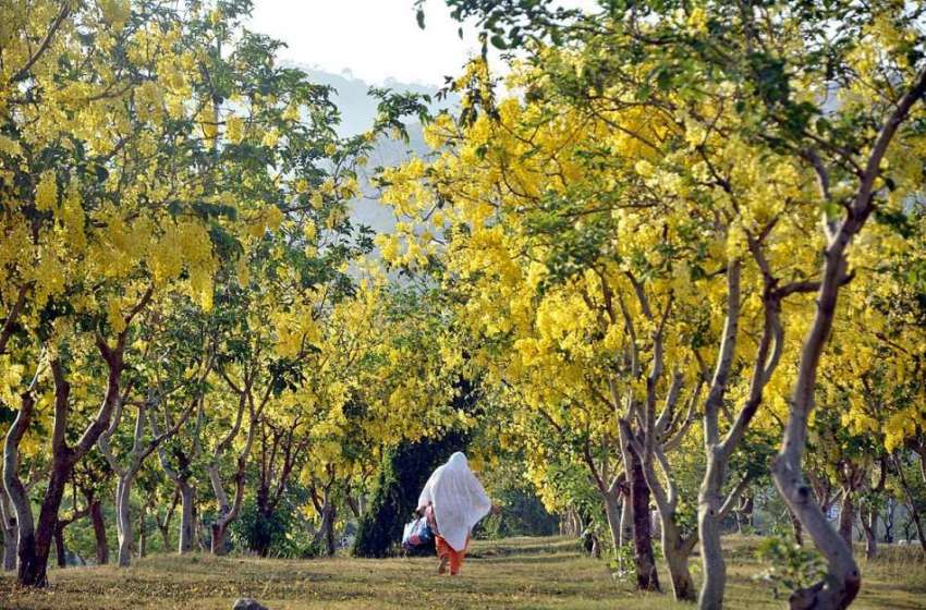 اسلام آباد: وفاقی دارالحکومت میں سڑک کنارے درختوں پر کھلے ..