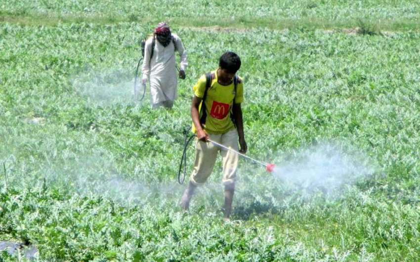فیصل آباد: کسان فصلوں پر حفاظتی سپرے کر رہے ہیں۔