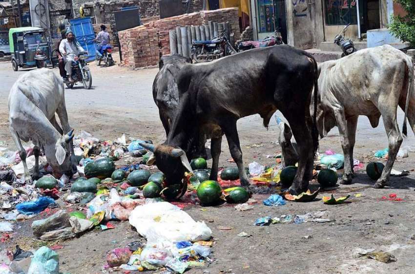 حیدر آباد: مکی شاہ روڈ پر گائیاں تربوز کھا رہی ہیں۔