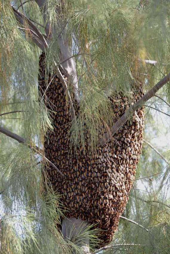 ملتان: درخت پر شہد کی مکھی کے چھتے کا ایک نظارہ
