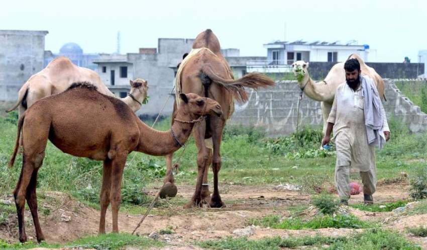 راولپنڈی: مویشی منڈی میں لائے گئے قربانی کے اونٹ۔