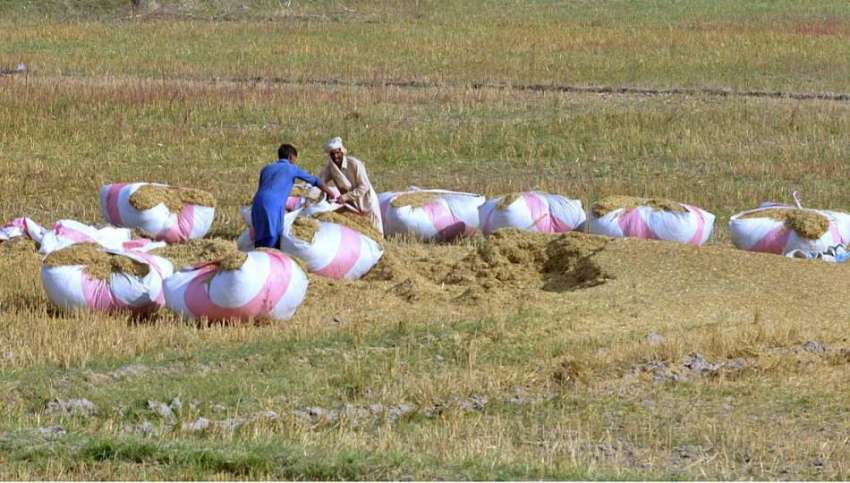 ملتان: کسان کھیتوں میں پرالی کے گٹھڑیاں باندھ رہے ہیں۔