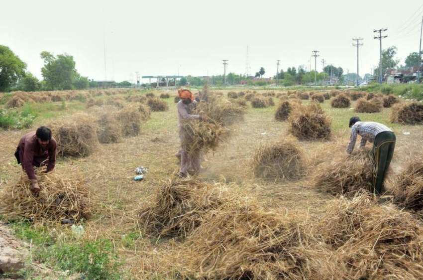 فیصل آباد: کسان گندم کٹائی کے بعد گٹھیاں باندھنے میں مصروف ..