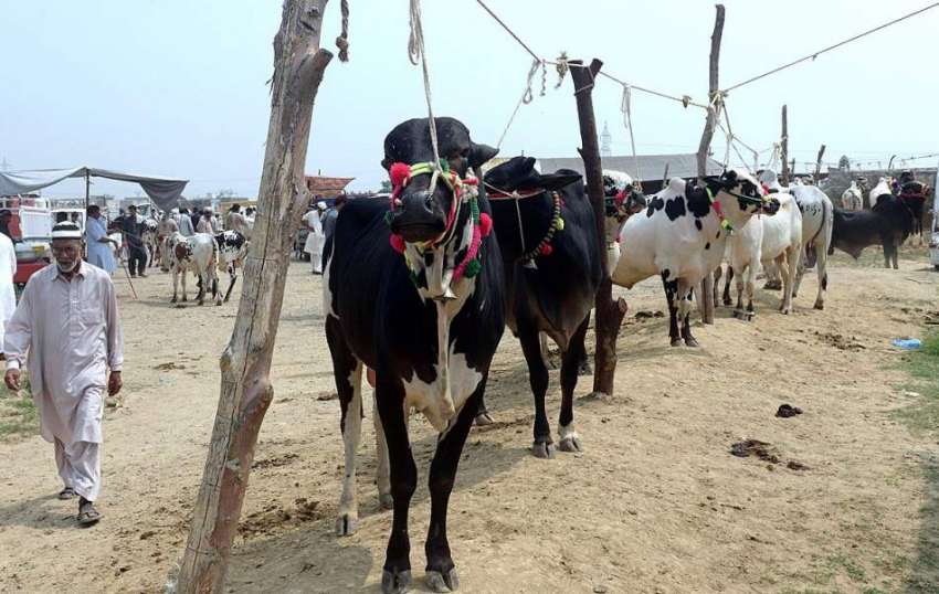 راولپنڈی: روات مویشی منڈی میں قربانی کے جانور لائے گئے ہیں۔