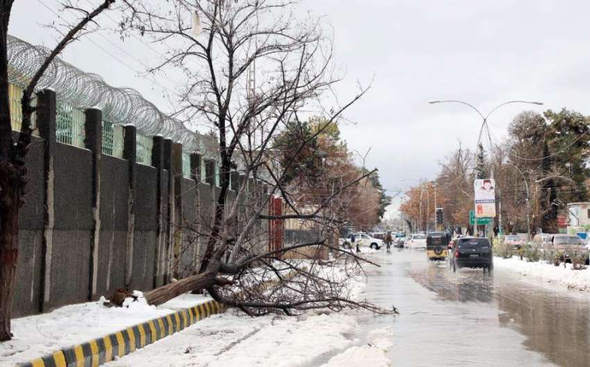 کوئٹہ: برف باری اور تیز ہوا کے باعث درخت سڑک پر گرا پڑا ہے۔