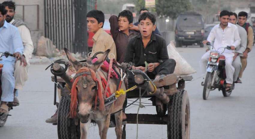 اسلام آباد: محنت کش بچے گدھا ریڑھی پر فروٹ منڈی مزدوری کے ..
