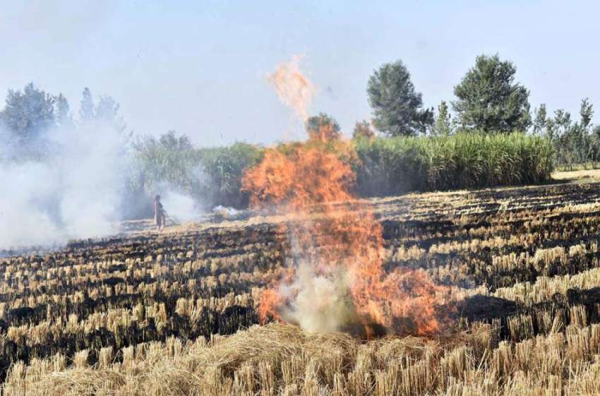 فیصل آباد: ایک کسان نے پابندی کے باوجود سیٹیانا کے قریب چاول ..