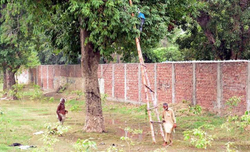 لاہور: دو بزرگ درخت سے جام توڑ رہے ہیں۔