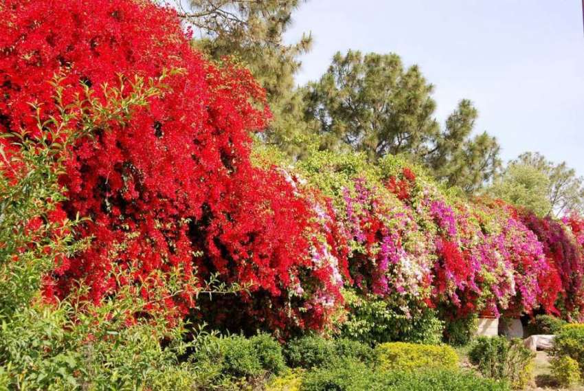 اسلام آباد: وفاقی دارالحکومت میں سڑک کنارے کھلے موسمی پھول ..