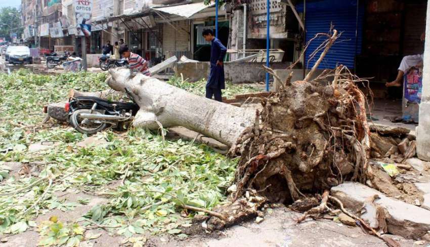 حیدرآباد: تیز آندھی کے باعث گرنے والے درخت سڑک پر پڑے ہوئے ..