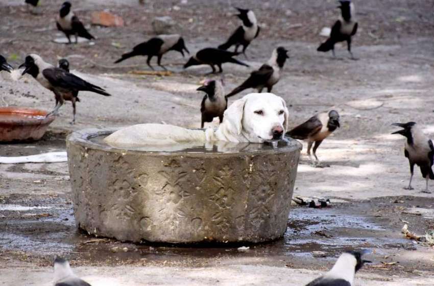 لاڑکانہ: گرمی کی شدت کم کرنے کے لیے (کتا) پانی میں بیٹھا ہے۔