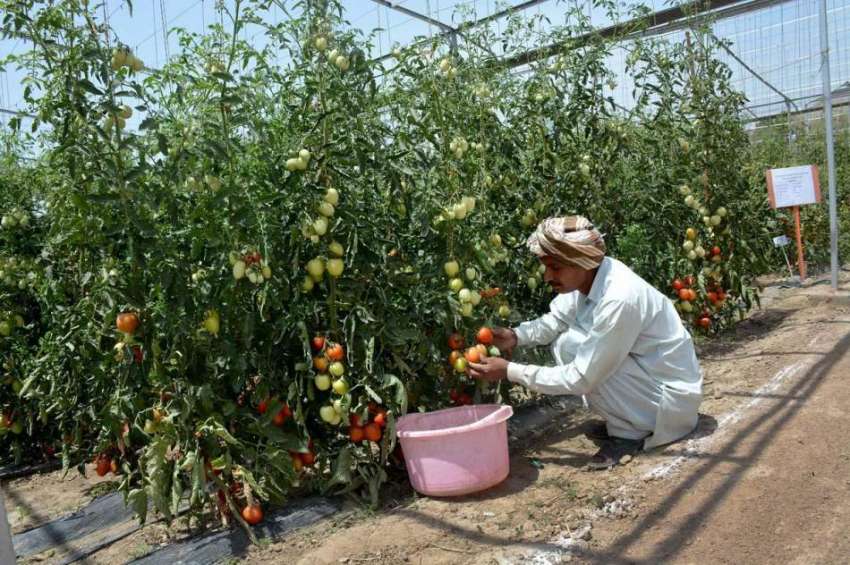 فیصل آباد: ایوب ایگریکلچر انسٹیٹیوٹ کے فیلڈ ورکر ٹماٹر چن ..